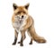 Red fox, Vulpes vulpes, standing