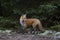 Red fox Vulpes vulpes standing in the forest in Algonquin Park in autumn