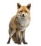 Red fox, Vulpes vulpes, standing, isolated