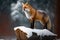 Red fox (Vulpes vulpes) standing on a log in winter forest