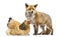 Red fox, Vulpes vulpes, standing next to a Hen, lying