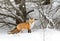 Red fox Vulpes vulpes standing in the snow in Algonquin Park in winter