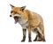Red fox, Vulpes vulpes, standing, yawning, isolated
