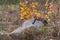 Red Fox Vulpes vulpes Stands on Rock at Waters Edge Autumn