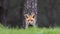 Red Fox (Vulpes vulpes) staring at camera, Spain