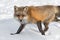 Red Fox Vulpes vulpes Steps Left Through Snow Winter