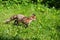 Red Fox Vulpes vulpes Steps Right in Grass Alert Summer