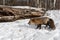Red Fox Vulpes vulpes Steps Right Towards Log Winter