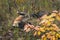 Red Fox Vulpes vulpes Tussles With Cross Fox Silver in Background Autumn