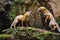 Red fox Vulpes vulpes, two cubs playing. Two young foxes fighting for food on a rocky ledge