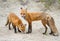 Red fox Vulpes vulpes vixen and kit in autumn in Algonquin Park