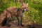 Red Fox Vulpes vulpes Vixen With Kits Milling About