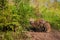 Red Fox Vulpes vulpes Vixen Stands at Den