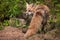 Red Fox Vulpes vulpes Vixen Turned