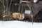 Red Fox Vulpes vulpes Walks In Front of Old Truck Winter