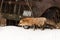 Red Fox Vulpes vulpes Walks Left Past Front of Old Truck Winter