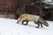 Red Fox Vulpes vulpes Walks Left Past Old Truck in Woods Winter