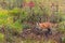 Red Fox Vulpes vulpes Walks Left Through Weeds Autumn