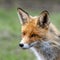 Red Fox Vulpes vulpes in the wild. Close up