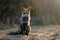 Red fox Vulpes vulpes. Wild fox. Close up. Beautiful background