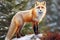 Red fox (Vulpes vulpes) in winter forest with Generative AI.