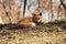 Red fox, Vulpes vulpes in Zao fox village, Miyagi, Japan.