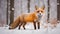 Red fox vulpes in winter forest