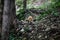 A red fox is walking close to hikers in a forest in Romania. Many foxes in the area stay near people to get food. Self-