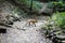 A red fox is walking close to hikers in a forest in Romania. Many foxes in the area stay near people to get food. Self-