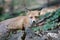 A red fox is walking close to hikers in a forest in Romania. Many foxes in the area stay near people to get food. Self-