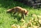 Red fox walking and prowling on green grass. Russian Far East.