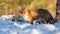 Red fox watching on white snow in winter nature