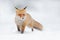 Red fox in white snow. Cold winter with orange fur fox. Hunting animal in the snowy meadow, Japan. Beautiful orange coat animal na