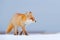 Red fox in white snow. Cold winter with orange fur fox. Hunting animal in the snowy meadow, Japan. Beautiful orange coat animal na