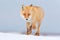 Red fox in white snow. Cold winter with orange fur fox. Hunting animal in the snowy meadow, Japan. Beautiful orange coat animal na