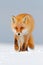 Red fox in white snow. Cold winter with orange fur fox. Hunting animal in the snowy meadow, Japan. Beautiful orange coat animal na