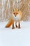 Red fox in white snow. Cold winter with orange fur fox. Hunting animal in the snowy meadow, Japan. Beautiful orange coat animal na