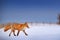 Red fox in white snow. Cold winter with orange furry fox. Hunting animal in the snowy meadow, Japan. Beautiful orange coat animal