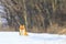 Red fox on white snow on a sunny day