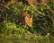 Red Fox. Wildlife of Britian.