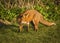 Red Fox. Wildlife of Britian.