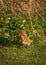 Red Fox. Wildlife of Britian.