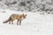 Red fox in a winter landschap,