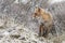 Red fox in a winter landschap,