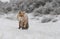 Red fox in a winter landschap,