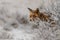 Red fox in a winter landschap,