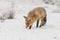 Red fox in a winter landschap,