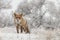 Red fox in a winter landschap,