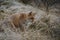 Red fox in a winter landschap,