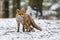 Red fox in winter. Portrait of red fox, Vulpes vulpes, standing in winter forest in snowfall. Cute orange fur coat animal